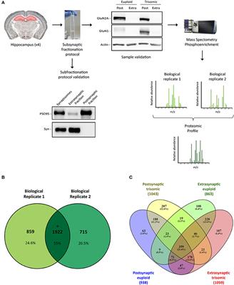 Phosphoproteomic Alterations of Ionotropic Glutamate Receptors in the Hippocampus of the Ts65Dn Mouse Model of Down Syndrome